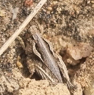 Paratettix australis (A pygmy grasshopper) at Bungendore, NSW - 6 Oct 2024 by clarehoneydove