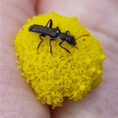 Eleale simplex (Clerid beetle) at Bungendore, NSW - 6 Oct 2024 by clarehoneydove