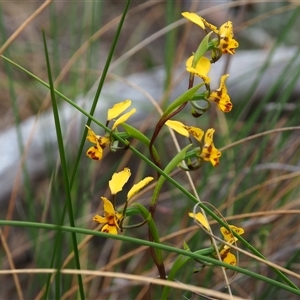 Diuris nigromontana at Bruce, ACT - suppressed