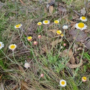 Leucochrysum albicans subsp. tricolor at Bungendore, NSW - 6 Oct 2024