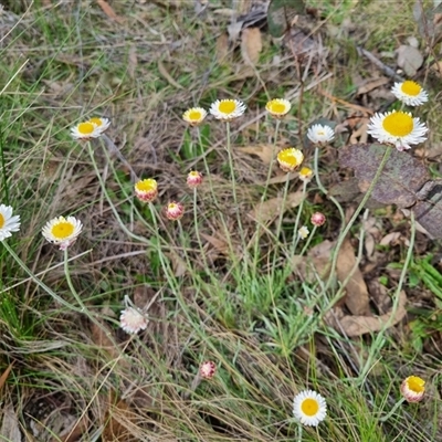 Leucochrysum albicans subsp. tricolor (Hoary Sunray) at Bungendore, NSW - 6 Oct 2024 by clarehoneydove