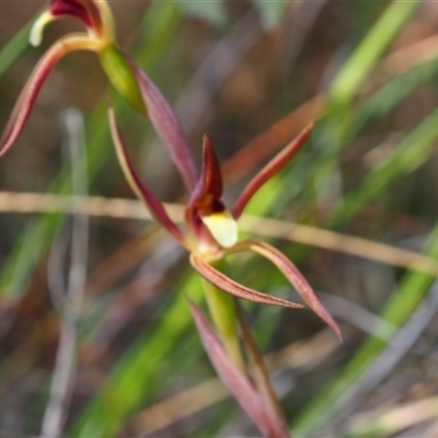 Lyperanthus suaveolens (Brown Beaks) at Bruce, ACT - 6 Oct 2024 by JodieR