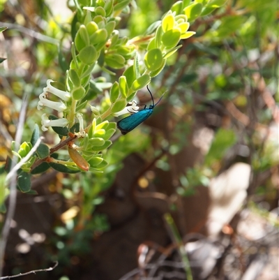 Pollanisus (genus) (A Forester Moth) at Bruce, ACT - 6 Oct 2024 by JodieR