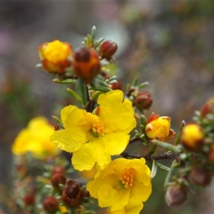 Hibbertia calycina at Bruce, ACT - 6 Oct 2024 01:37 PM