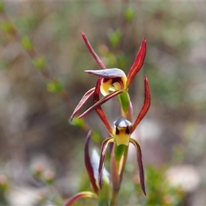 Lyperanthus suaveolens at Bruce, ACT - 6 Oct 2024