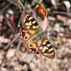 Argynnina cyrila (Forest Brown, Cyril's Brown) at Monga, NSW - 6 Oct 2024 by MatthewFrawley