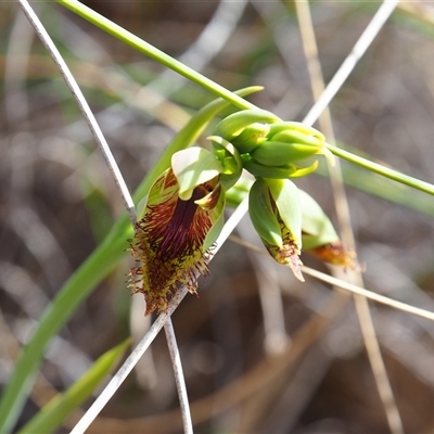 Calochilus montanus (Copper Beard Orchid) at Bruce, ACT - 6 Oct 2024 by JodieR