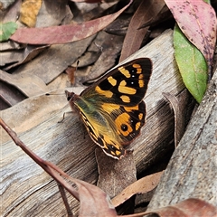 Argynnina cyrila (Forest Brown, Cyril's Brown) at Monga, NSW - 6 Oct 2024 by MatthewFrawley