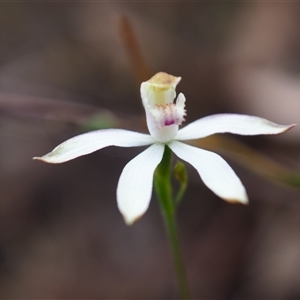 Caladenia moschata at Bruce, ACT - suppressed