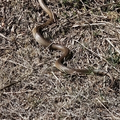 Pseudonaja textilis (Eastern Brown Snake) at Hume, ACT - 6 Oct 2024 by Jiggy