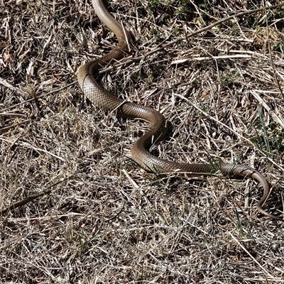 Pseudonaja textilis (Eastern Brown Snake) at Hume, ACT - 5 Oct 2024 by Jiggy