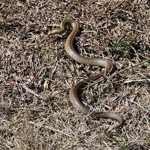 Pseudonaja textilis at Hume, ACT - 6 Oct 2024