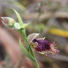 Calochilus platychilus (Purple Beard Orchid) at Bruce, ACT - 6 Oct 2024 by JodieR