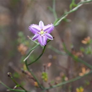 Thysanotus patersonii at Carwoola, NSW - 4 Oct 2024 10:59 AM