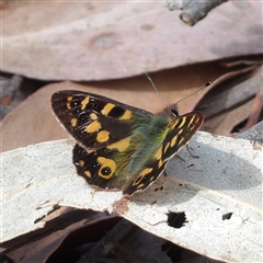 Argynnina cyrila (Forest Brown, Cyril's Brown) at Monga, NSW - 6 Oct 2024 by MatthewFrawley