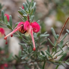 Grevillea lanigera (Woolly Grevillea) at Carwoola, NSW - 4 Oct 2024 by JodieR