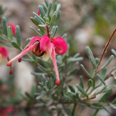 Grevillea lanigera (Woolly Grevillea) at Carwoola, NSW - 4 Oct 2024 by JodieR