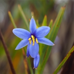 Stypandra glauca (Nodding Blue Lily) at Carwoola, NSW - 4 Oct 2024 by JodieR