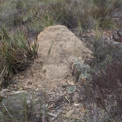 Nasutitermes exitiosus (Snouted termite, Gluegun termite) at Carwoola, NSW - 4 Oct 2024 by JodieR