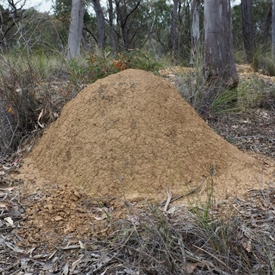 Unidentified Termite (superfamily Termitoidea) at Carwoola, NSW - 4 Oct 2024 by JodieR