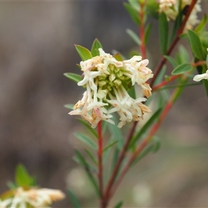 Pimelea linifolia at Carwoola, NSW - 4 Oct 2024 10:39 AM