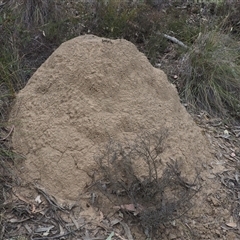 Nasutitermes exitiosus (Snouted termite, Gluegun termite) at Carwoola, NSW - 4 Oct 2024 by JodieR