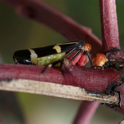 Eurymeloides pulchra (Gumtree hopper) at Murrumbateman, NSW - 6 Oct 2024 by amiessmacro