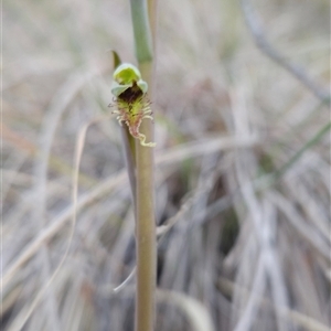 Calochilus saprophyticus at Kambah, ACT - suppressed