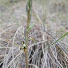 Calochilus saprophyticus at Kambah, ACT - suppressed