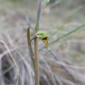 Calochilus saprophyticus at Kambah, ACT - suppressed