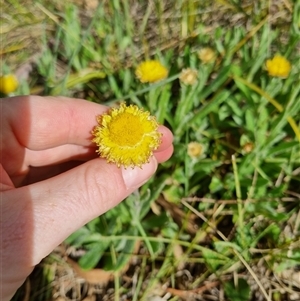 Coronidium scorpioides at Bungendore, NSW - 6 Oct 2024