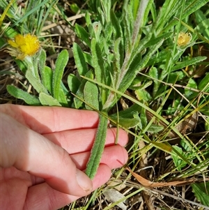 Coronidium scorpioides at Bungendore, NSW - 6 Oct 2024