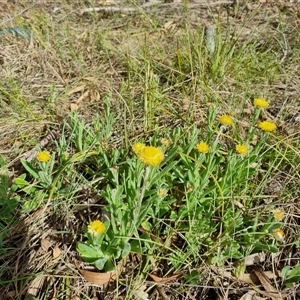 Coronidium scorpioides at Bungendore, NSW - 6 Oct 2024