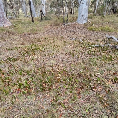 Hardenbergia violacea (False Sarsaparilla) at Bungendore, NSW - 6 Oct 2024 by clarehoneydove