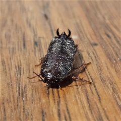 Platyzosteria melanaria at Braidwood, NSW - 6 Oct 2024 by MatthewFrawley