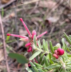 Grevillea lanigera (Woolly Grevillea) at Rendezvous Creek, ACT - 29 Sep 2024 by NedJohnston