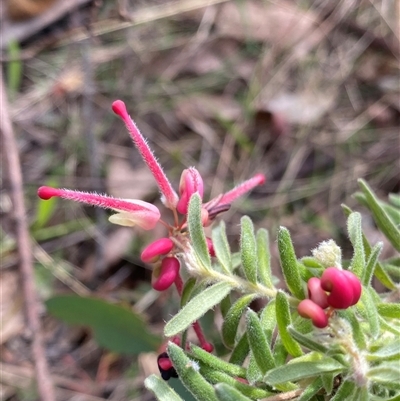 Grevillea lanigera (Woolly Grevillea) at Rendezvous Creek, ACT - 29 Sep 2024 by NedJohnston