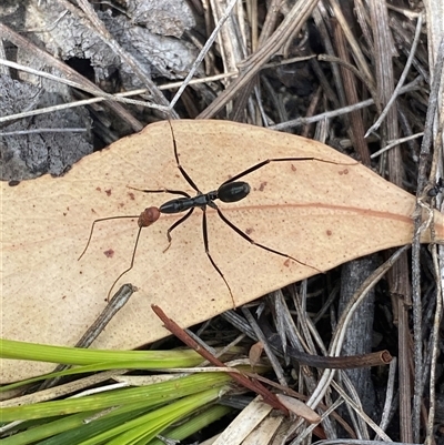 Leptomyrmex erythrocephalus (Spider ant) at Rendezvous Creek, ACT - 29 Sep 2024 by NedJohnston