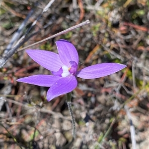 Glossodia major at Bruce, ACT - 1 Oct 2024