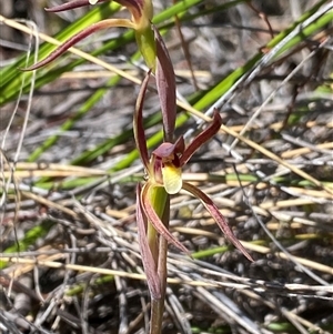 Lyperanthus suaveolens at Bruce, ACT - 1 Oct 2024