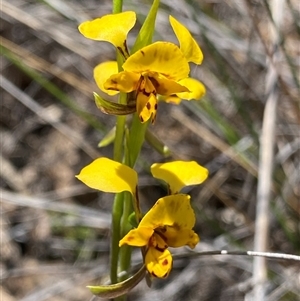 Diuris nigromontana at Bruce, ACT - suppressed