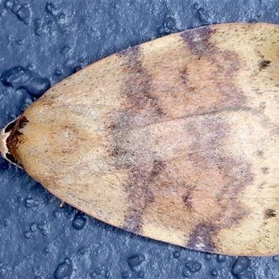 Detounda leptoplasta at Bulli, NSW - 5 Oct 2024 by jb2602