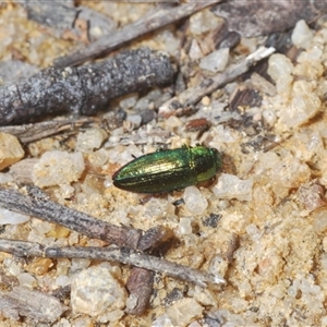 Melobasis obscurella at Tinderry, NSW - 6 Oct 2024