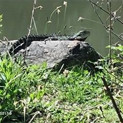 Intellagama lesueurii howittii (Gippsland Water Dragon) at Gordon, ACT - 5 Oct 2024 by ChrisHolder