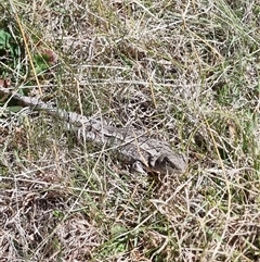 Amphibolurus muricatus (Jacky Lizard) at Kenny, ACT - 1 Oct 2024 by ChrisHolder