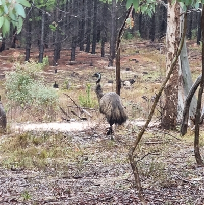 Dromaius novaehollandiae (Emu) at Uriarra Village, ACT - 26 Sep 2024 by ChrisHolder