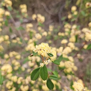 Pomaderris andromedifolia subsp. andromedifolia at Oaks Estate, ACT - 4 Oct 2024 10:45 AM