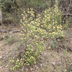 Pomaderris andromedifolia subsp. andromedifolia at Oaks Estate, ACT - 4 Oct 2024 10:45 AM