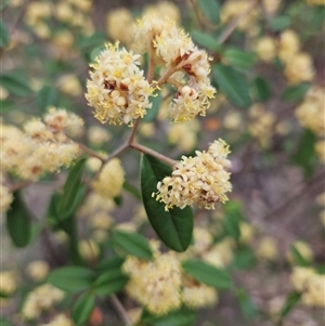 Pomaderris andromedifolia subsp. andromedifolia at Oaks Estate, ACT - 4 Oct 2024 10:45 AM