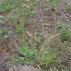 Panicum effusum (Hairy Panic Grass) at Conder, ACT - 7 Jan 2024 by MichaelBedingfield